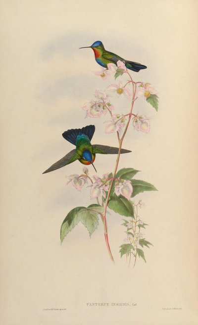Panterpes insignis by John Gould